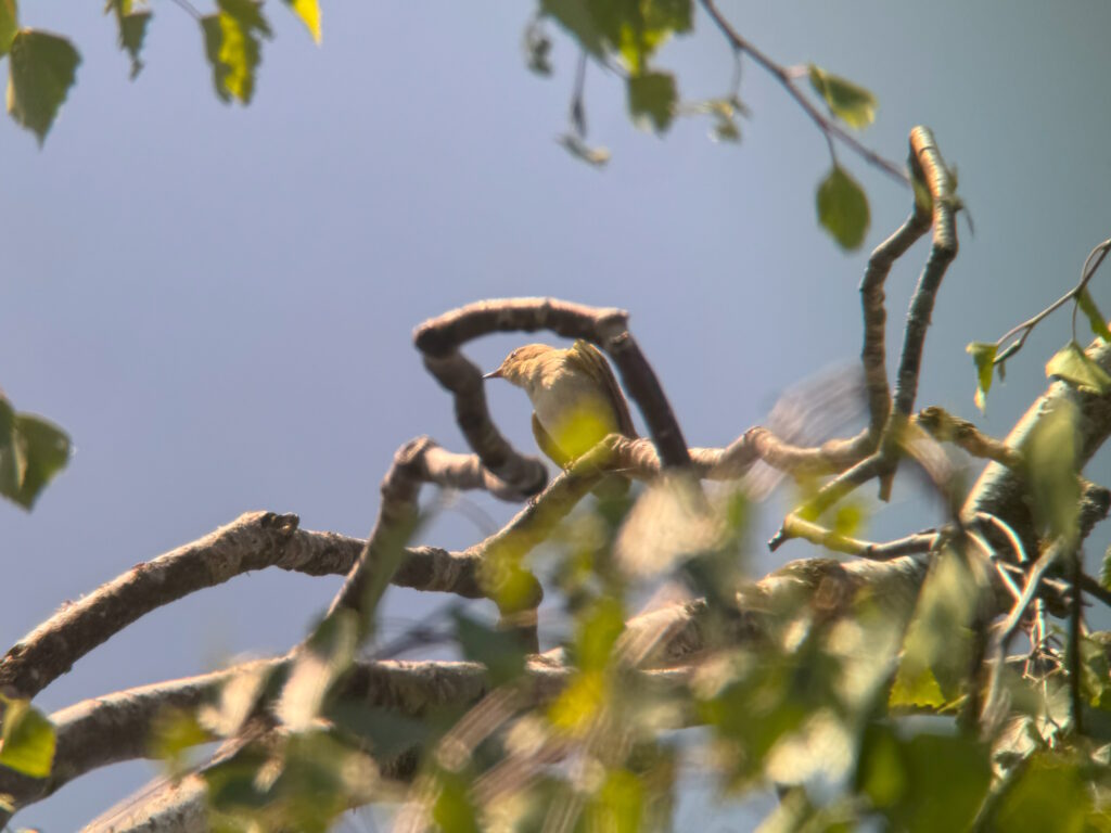 Zilpzalp in den Baumkronen
