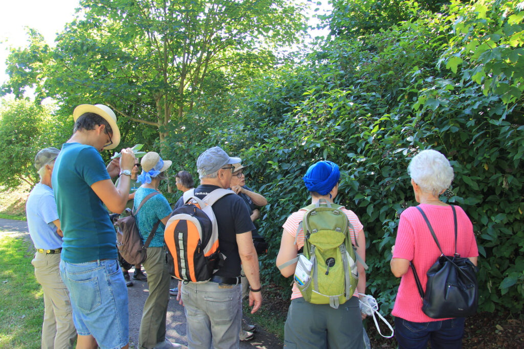 Flora beim Aaheim (Foto: Marcel Bachmann)