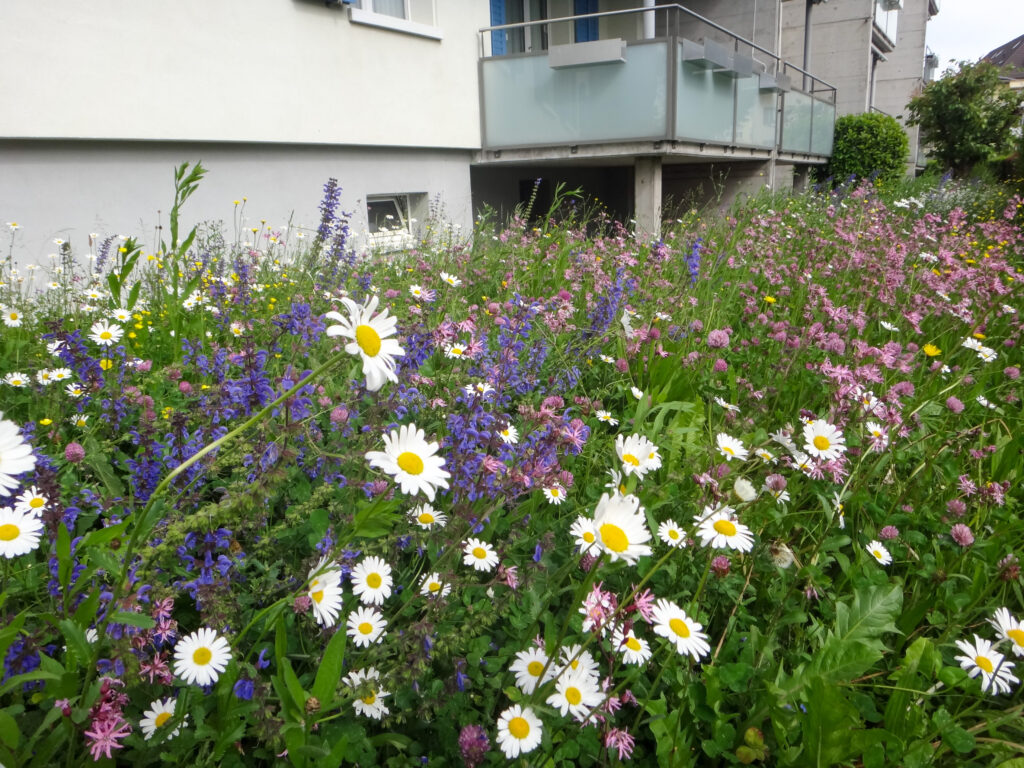 Blumenwiese im Siedlungsraum statt Einheitsgrün (Foto: BirdLife Schweiz)