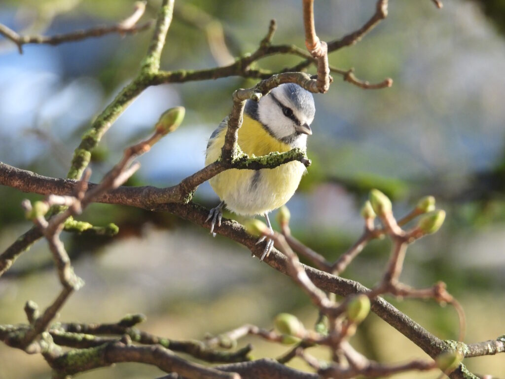 Blaumeise Blaumeise (Roelinka Heij)