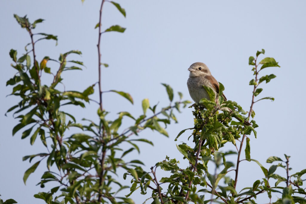 Neuntöter weiblich (Jörg Helfenstein)