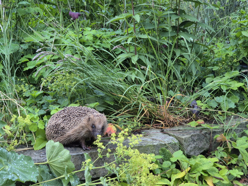 Igel (und viele andere Tiere) freuen sich über wilde Ecken im Garten (© Jörg Helfenstein)