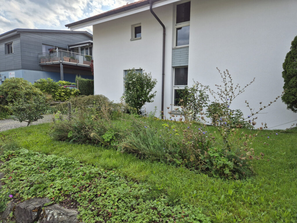 Auch ein Streifen mit Wildstauden im Rasen kann ein Anfang sein (© Jörg Helfenstein)