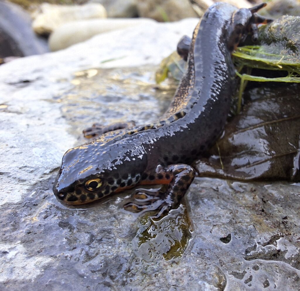 Bergmolch (Claudia Traber)