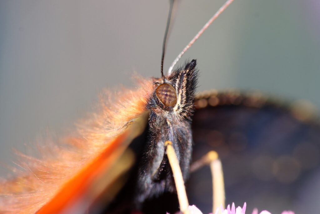 Tagpfauenauge Makro (Claudia Traber)