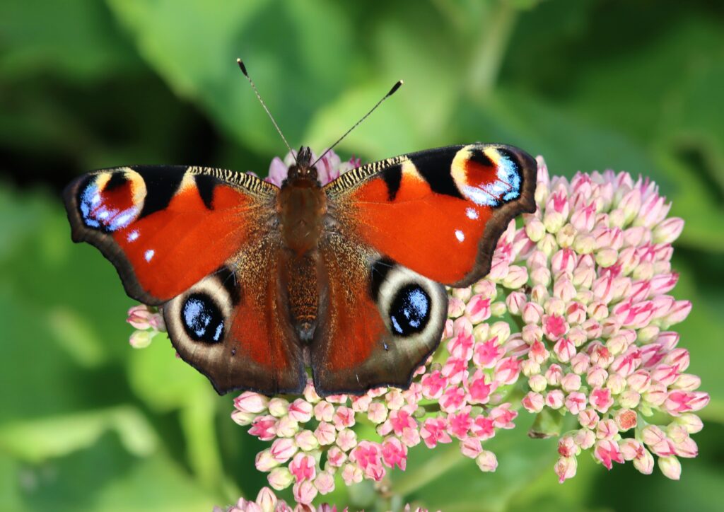 Tagpfauenauge (Claudia Traber)