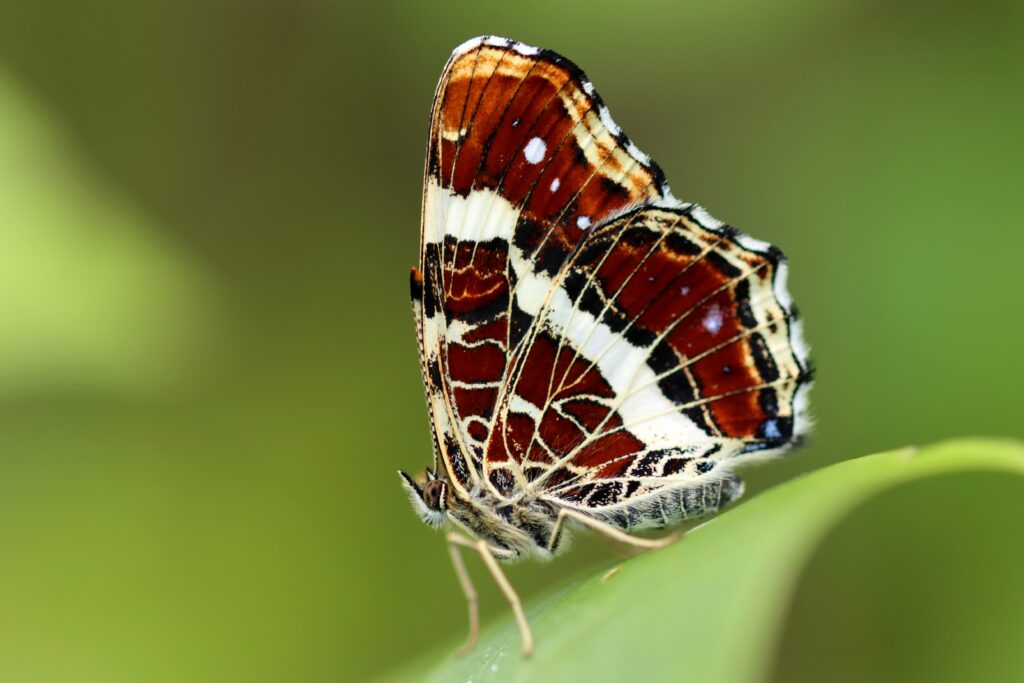 Landkärtchenfalter (Claudia Traber)
