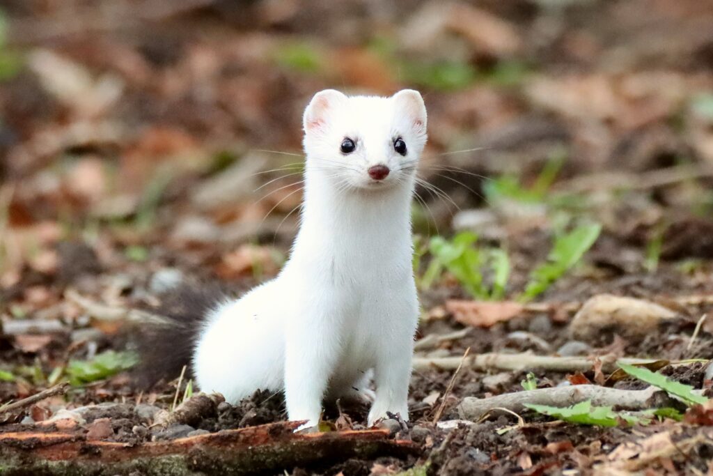 Hermelin (Claudia Traber)