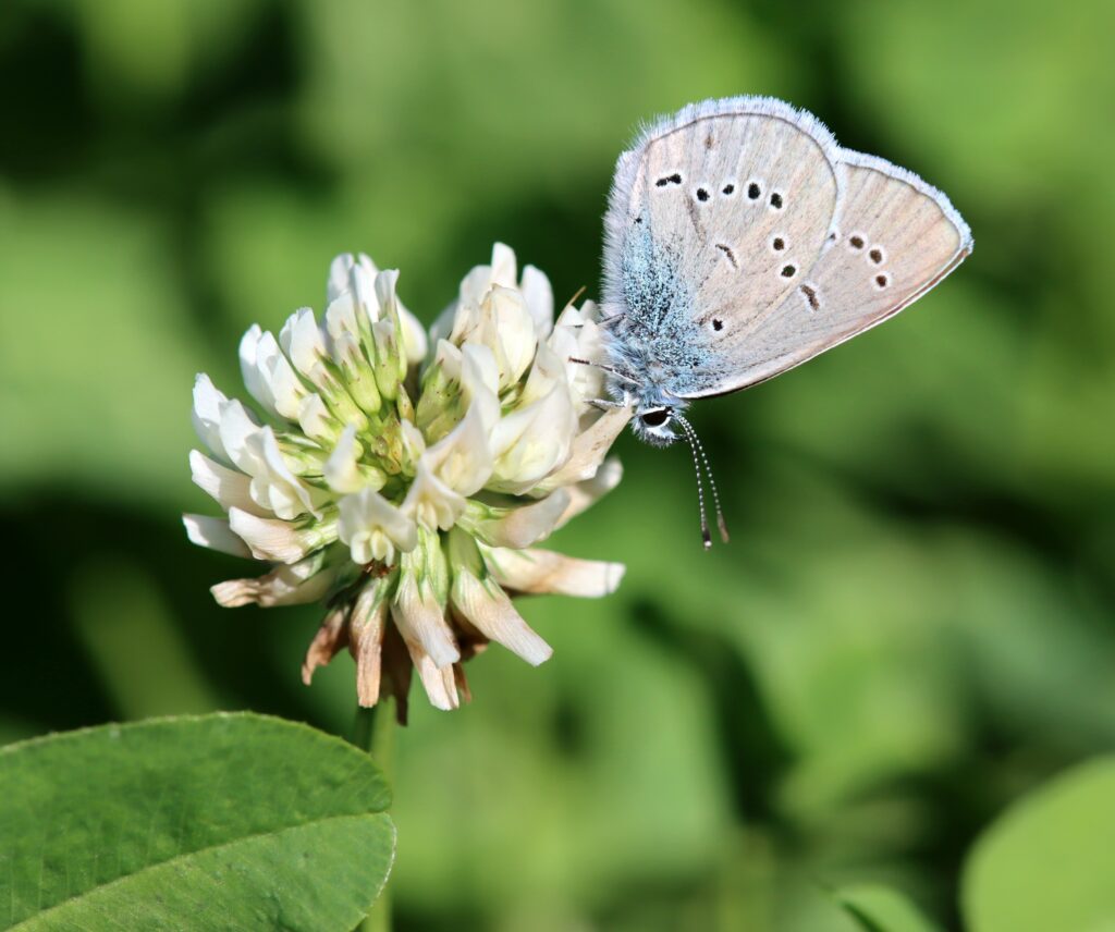 Rotklee-Bläuling (Claudia Traber)