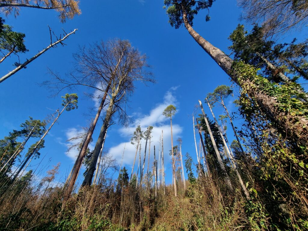 Wald (Roelinka Heij)