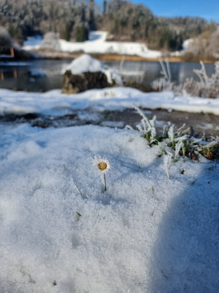 Gänseblümchen im Schnee (Roelinka Heij)