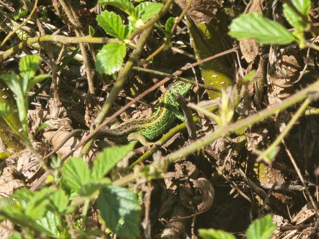 Zauneidechse (Roelinka Heij)