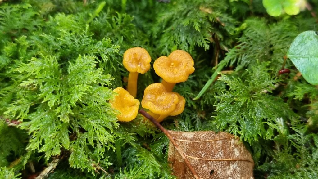 Trompetenpfifferlinge (Roelinka Heij)