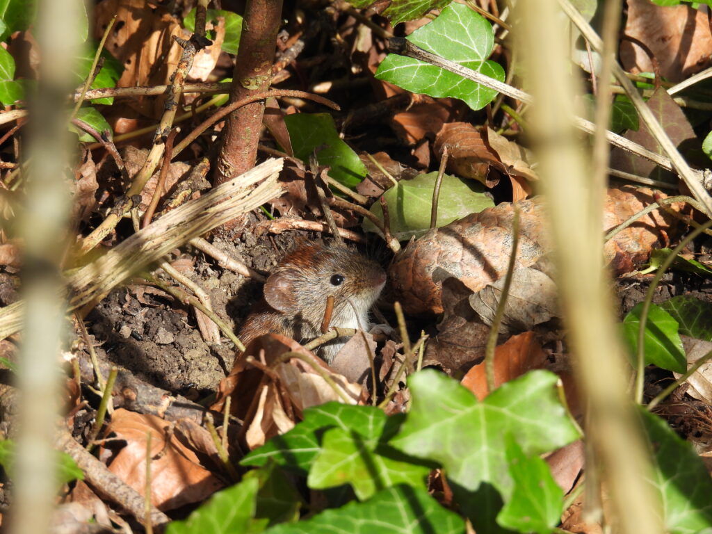 Rötelmaus (Roelinka Heij)