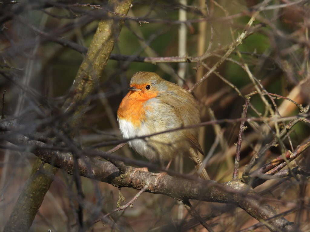 Rotkehlchen (Roelinka Heij)
