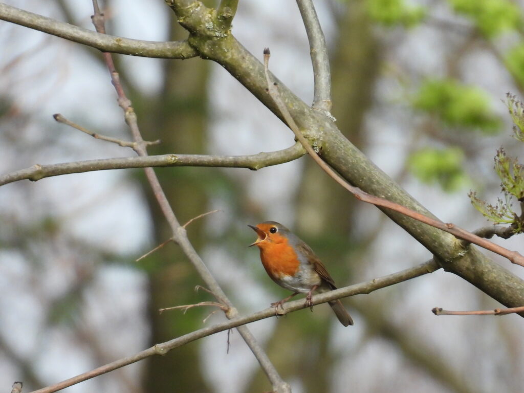 Rotkehlchen (Roelinka Heij)