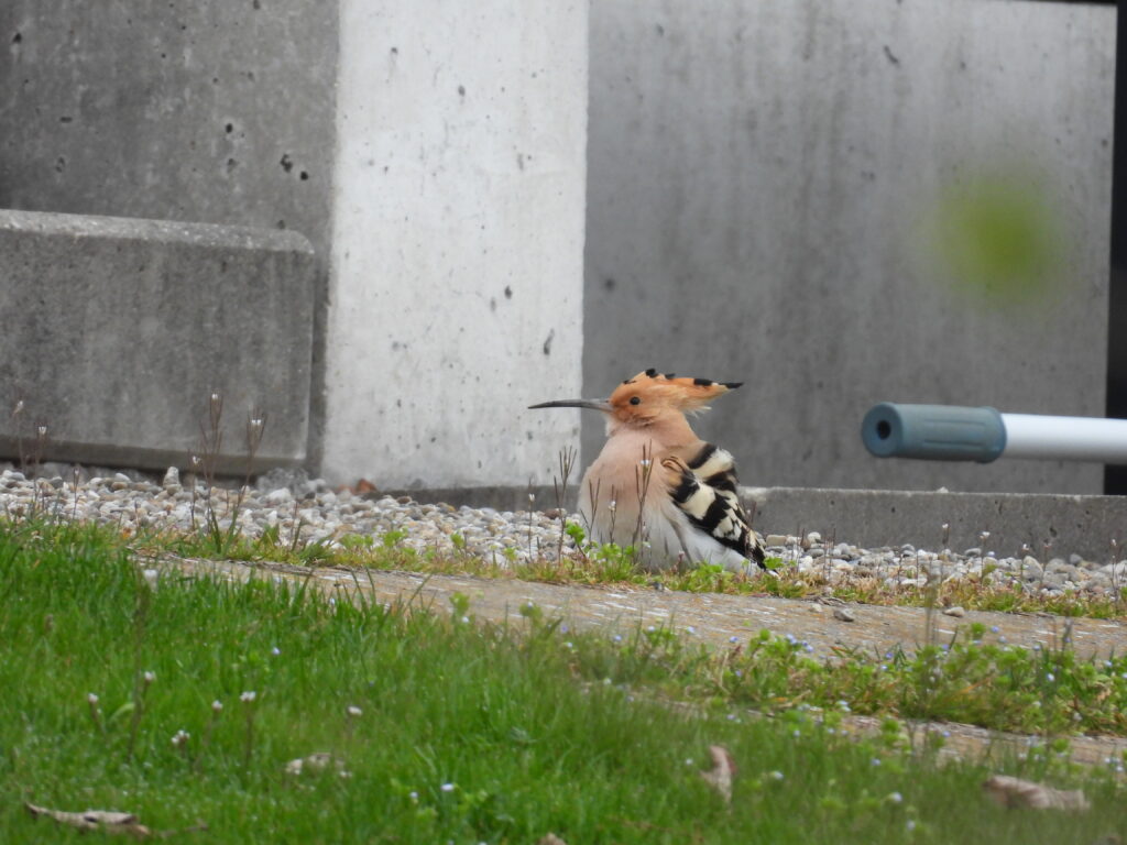 Wiedehopf (Roelinka Heij)