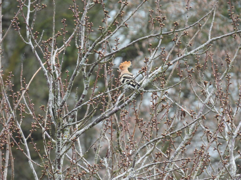 Wiedehopf (Roelinka Heij)