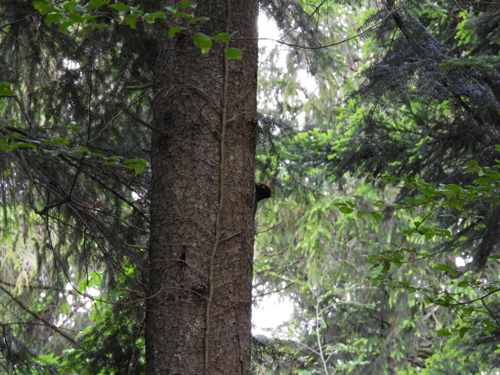 Schwarzspecht (Roelinka Heij)