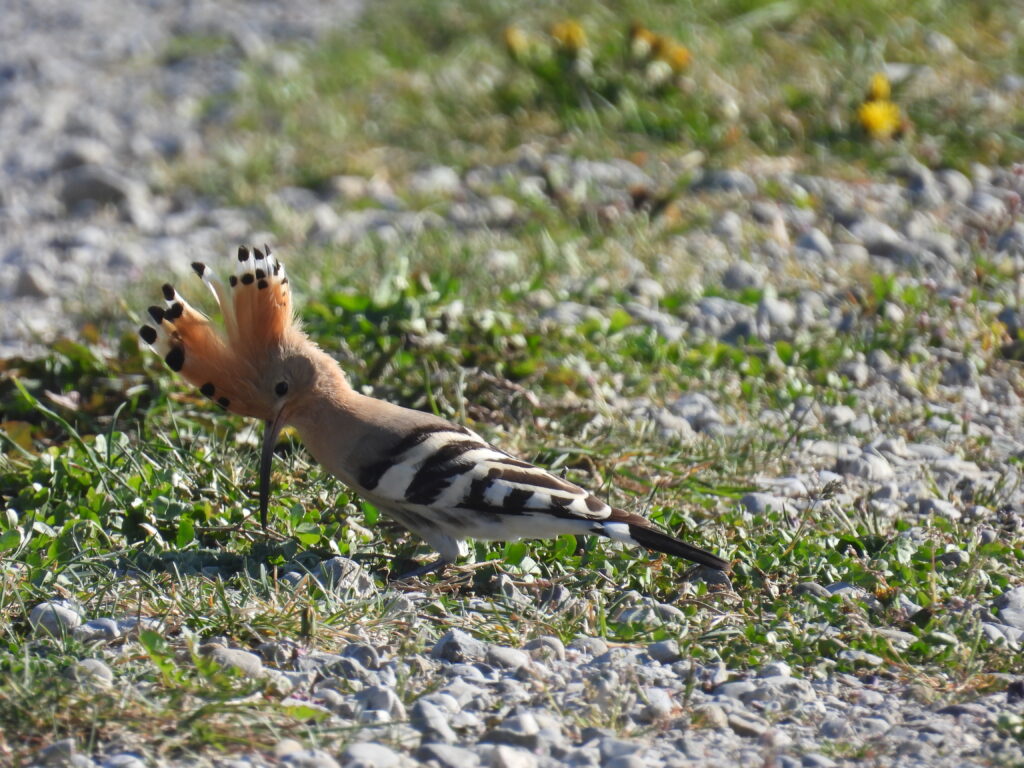 Wiedehopf (Roelinka Heij)