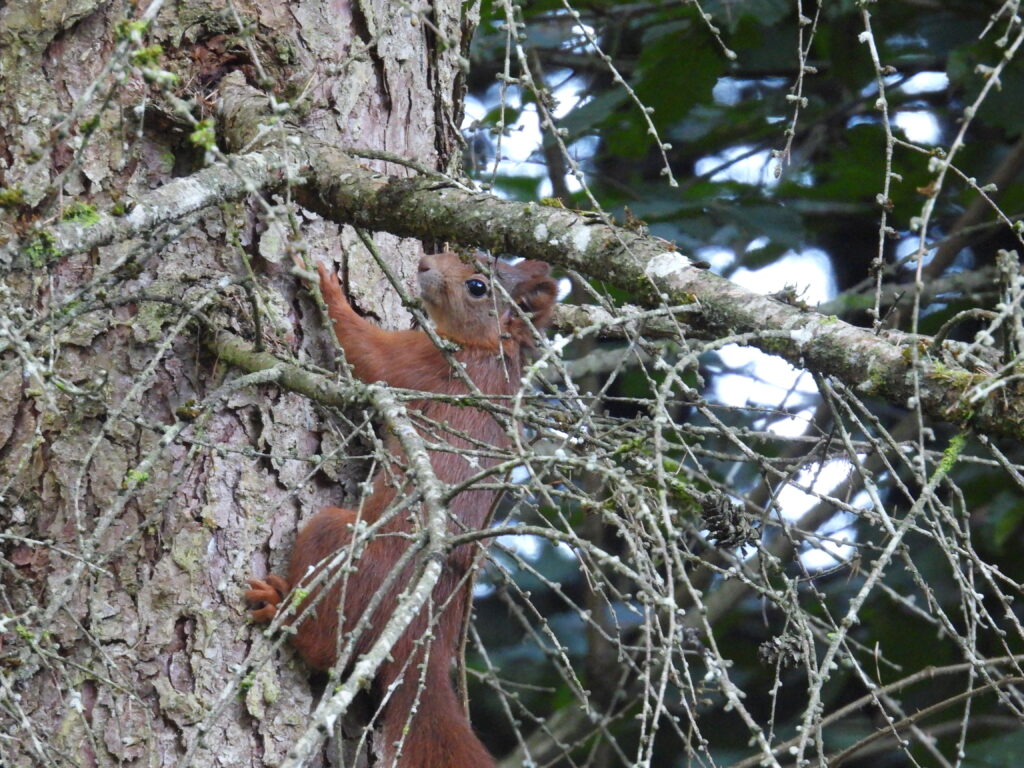 Eichhörnchen (Roelinka Heij)