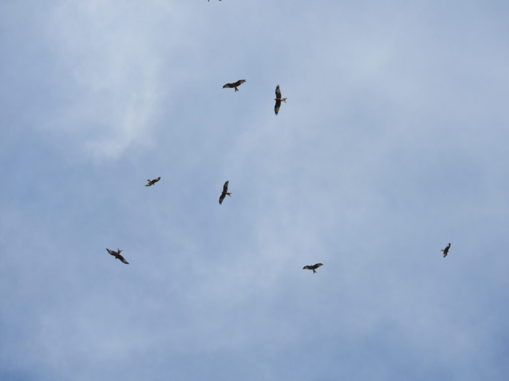 Rotmilane im Flug (Roelinka Heij)