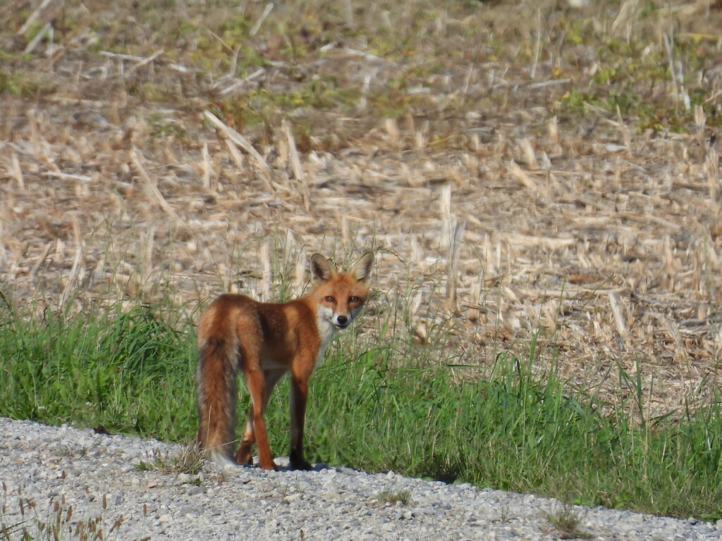 Rotfuchs (Roelinka Heij)