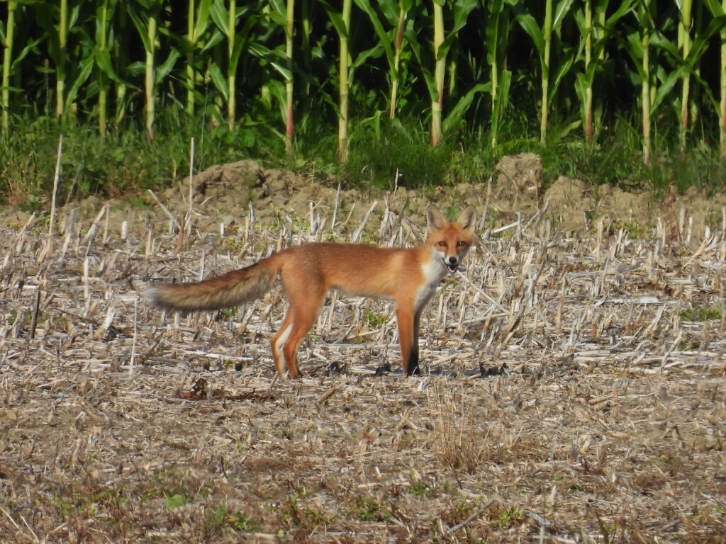 Rotfuchs (Roelinka Heij)