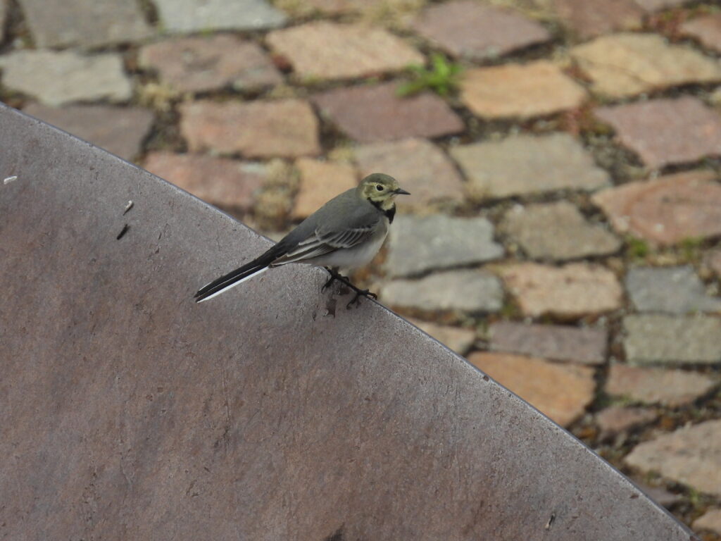 Bachstelze (Roelinka Heij)