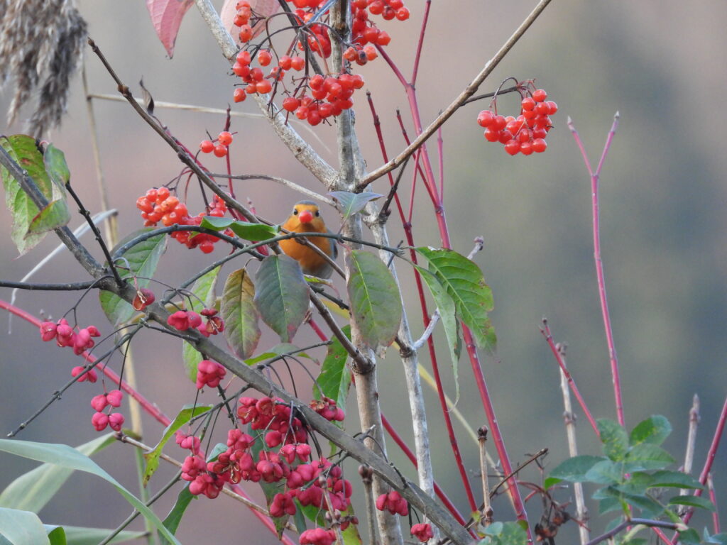 Rotkehlchen (Roelinka Heij)