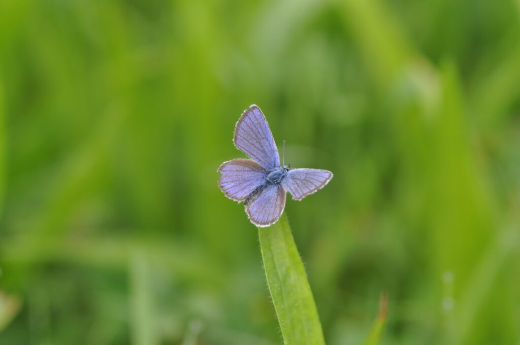 Violetter Waldbläuling (Roelinka Heij)