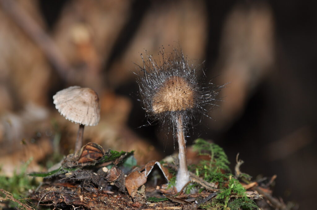 Gemeinen Helmlings-Schimmel (Roelinka Heij)