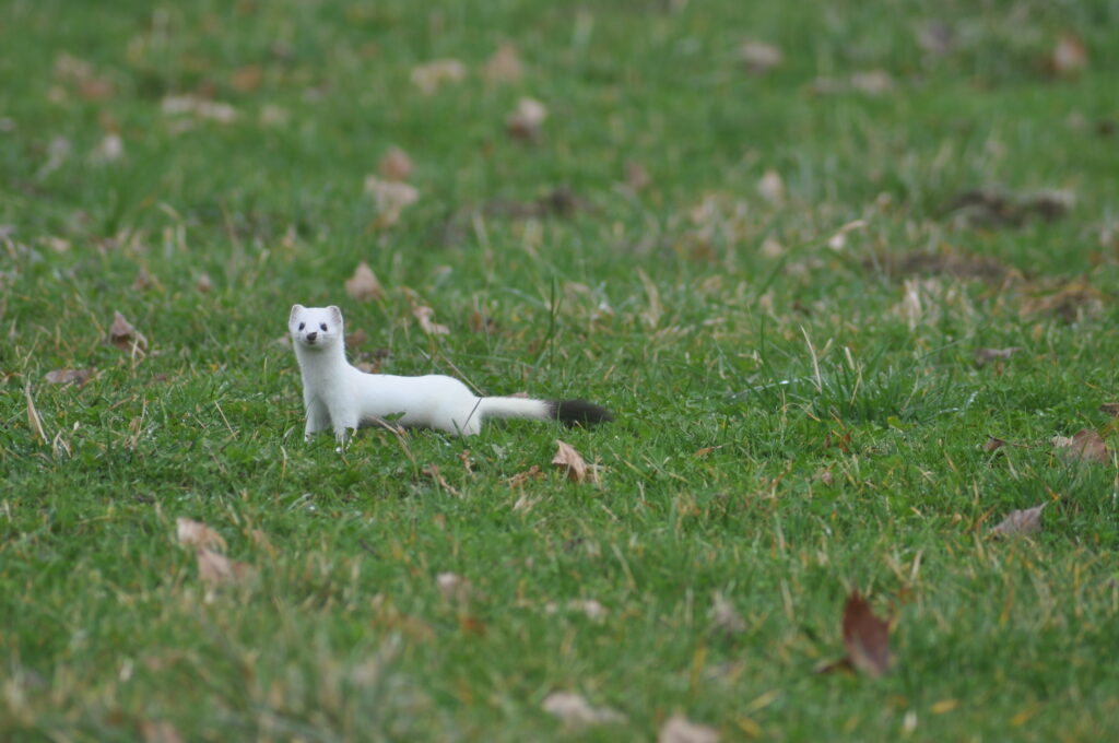 Hermelin (Roelinka Heij)