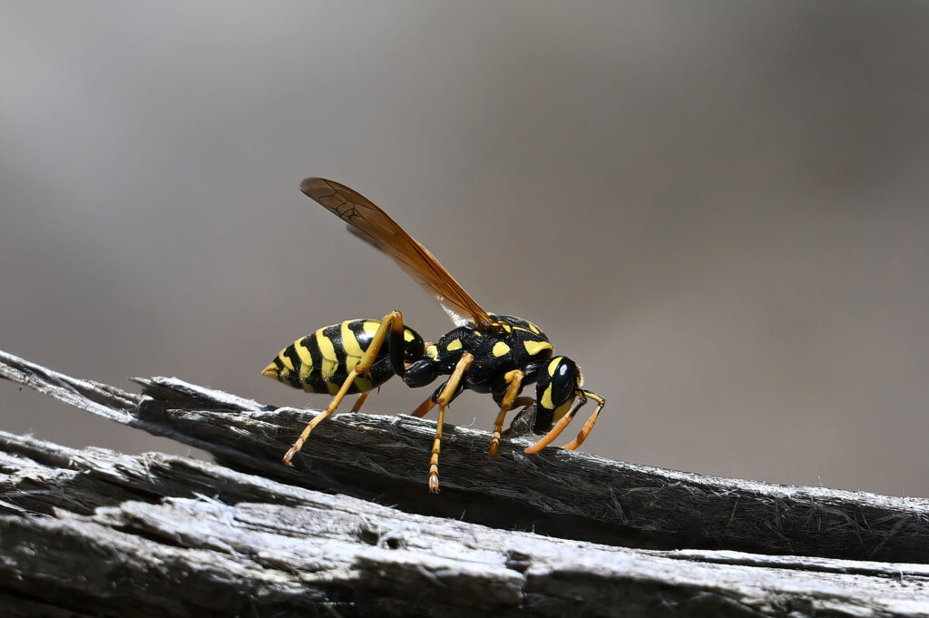 Feldwespe (Wilfried Eggenberger)