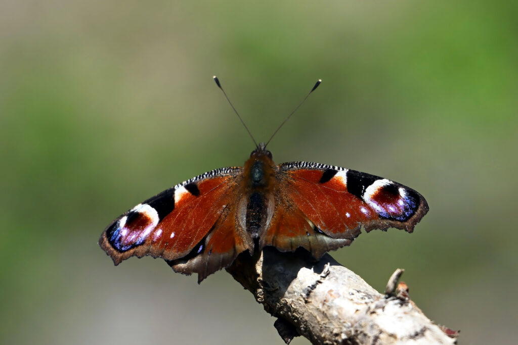 Tagpfauenauge (Wilfried Eggenberger)