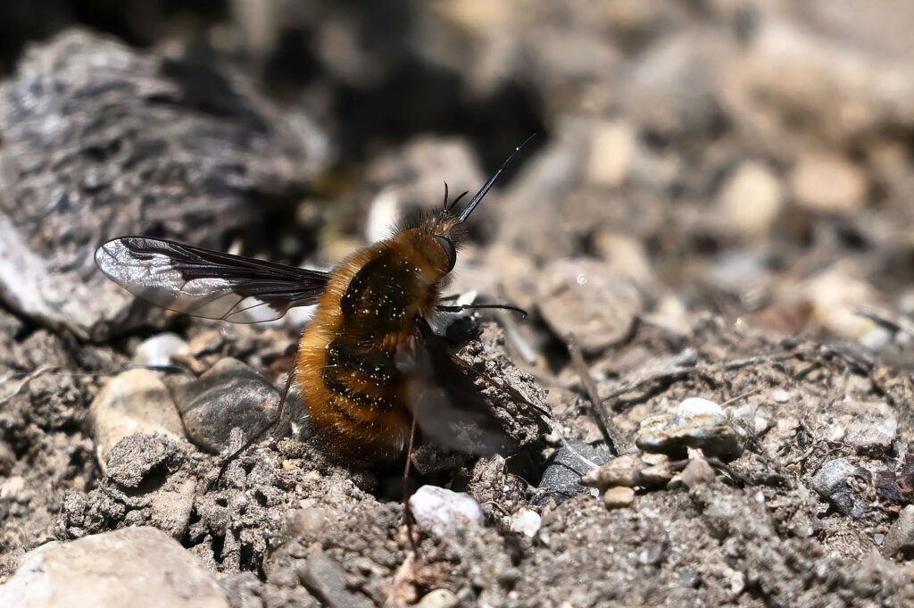 Wollschweber (Wilfried Eggenberger)