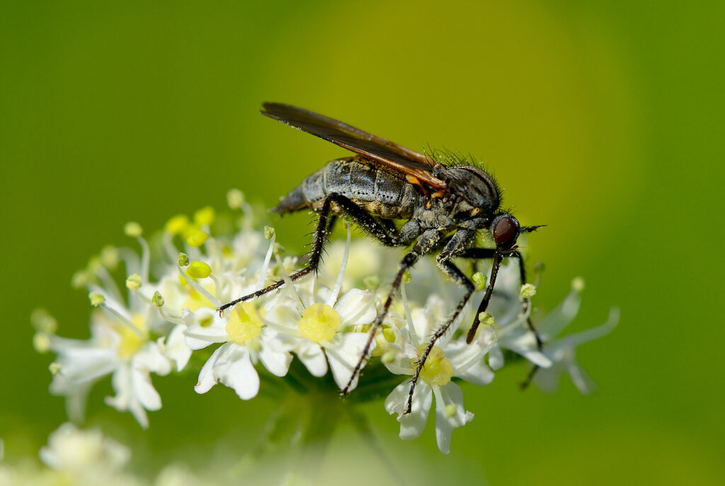 Gewürfelte Tanzfliege (Wilfried Eggenberger)