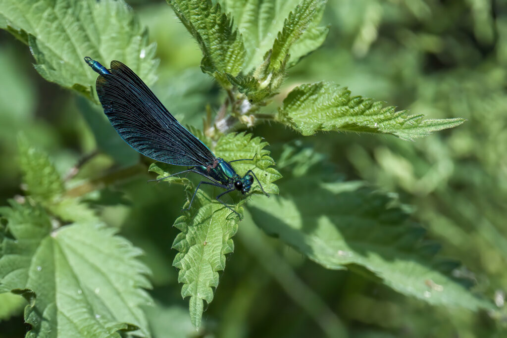 Blauflügel-Prachtlibelle (Wilfried Eggenberger)