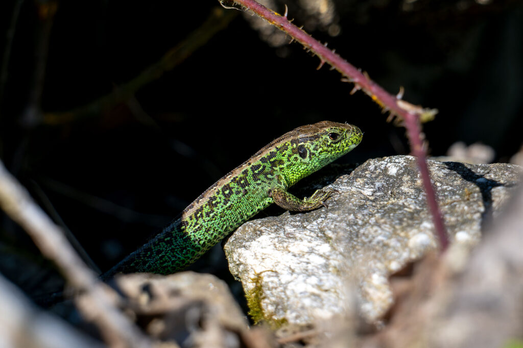 Zauneidechse (Wilfried Eggenberger)