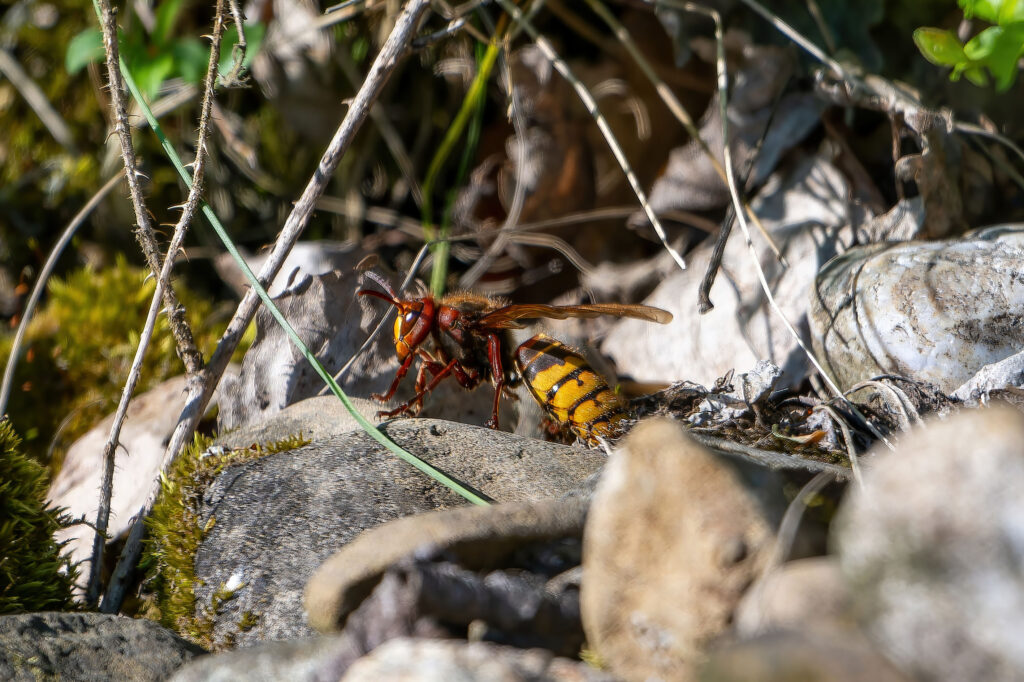 Europäische Hornisse (Wilfried Eggenberger)
