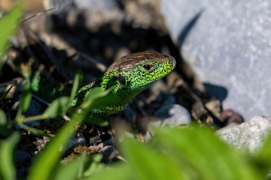 Zauneidechse (Wilfried Eggenberger)