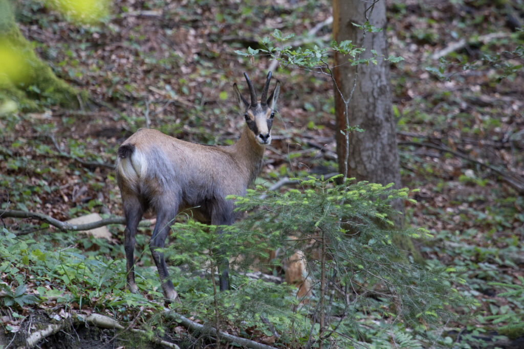 Gämse (Jörg Helfenstein)