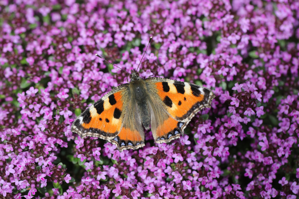 Kleiner Fuchs (Jörg Helfenstein)