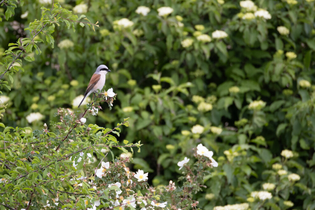 Neuntöter männlich (Jörg Helfenstein)
