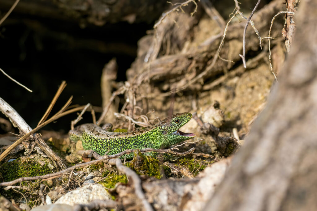Zauneidechse (Wilfried Eggenberger)