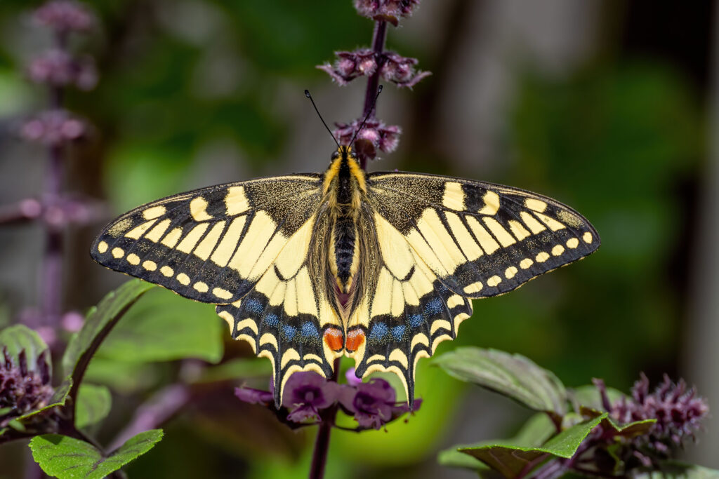 Schwalbenschwanz (Wilfried Eggenberger)