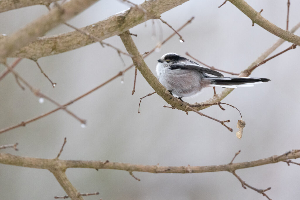 Schwanzmeise (Jörg Helfenstein)