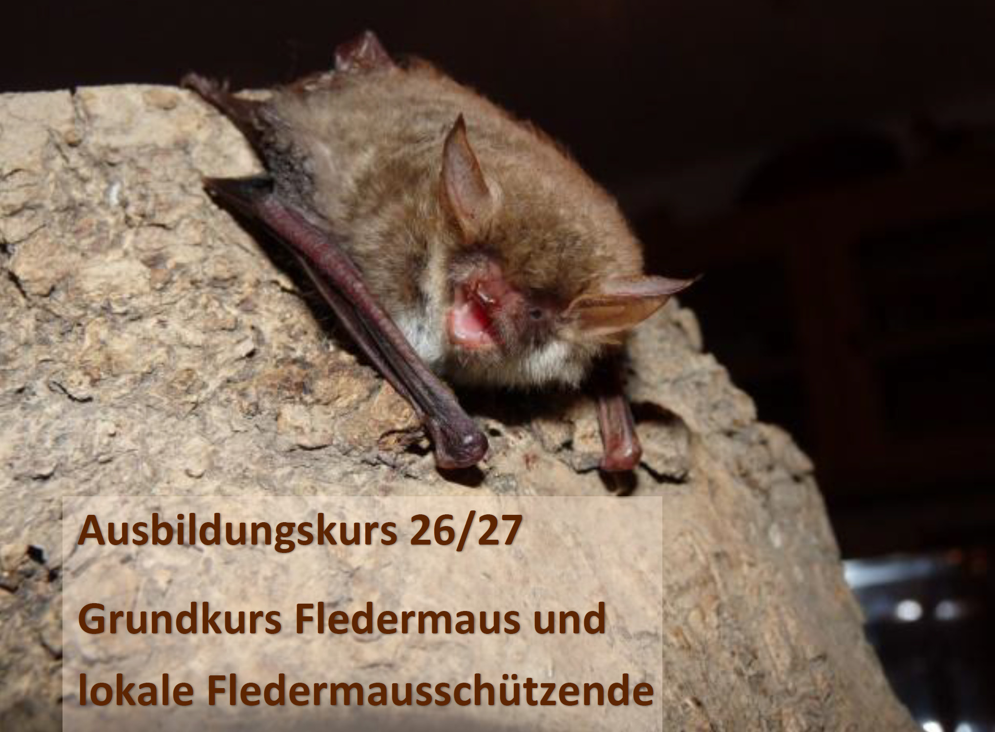 Grundkurs_Fledermäuse_und_LFS_im_TG_26_27