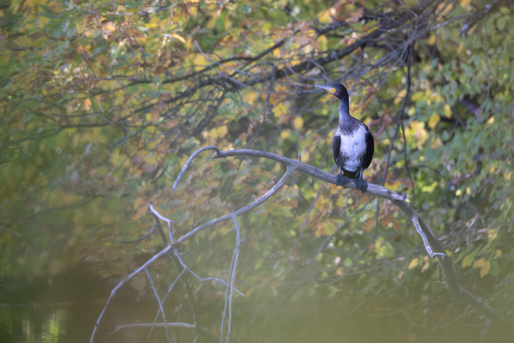 Kormoran (Jörg Helfenstein)