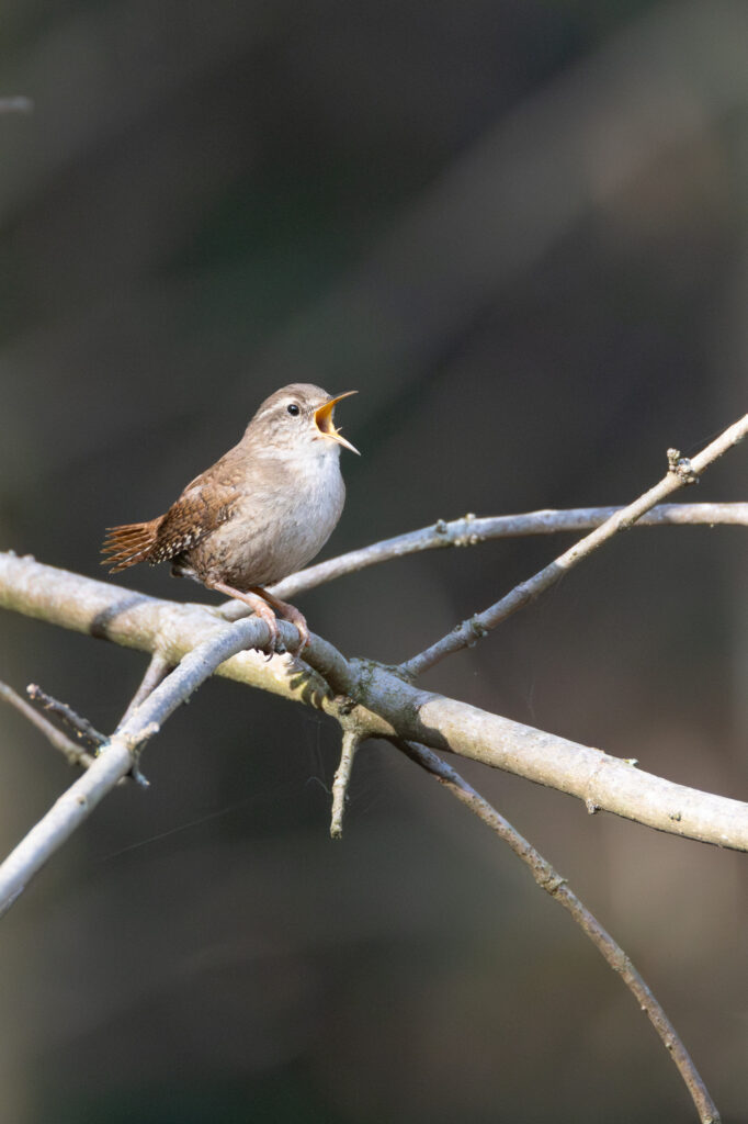 Singender Zaunkönig (Jörg Helfenstein)